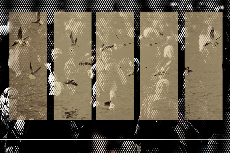 Composició gràfica formada per cinc franges verticals que combinen imatges d’ocells en vol sobre l’aigua amb retrats en blanc i negre de diverses persones. Les diferents capes visuals se superposen creant un efecte de collage.